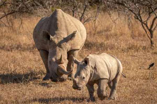 Nashorn im Hluhluwe–iMfolozi Park