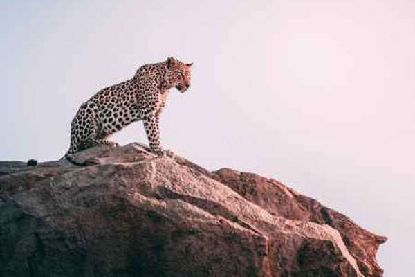 Gepard im Krüger Nationalpark