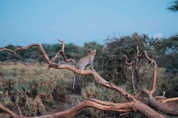 Samburu in Kenia