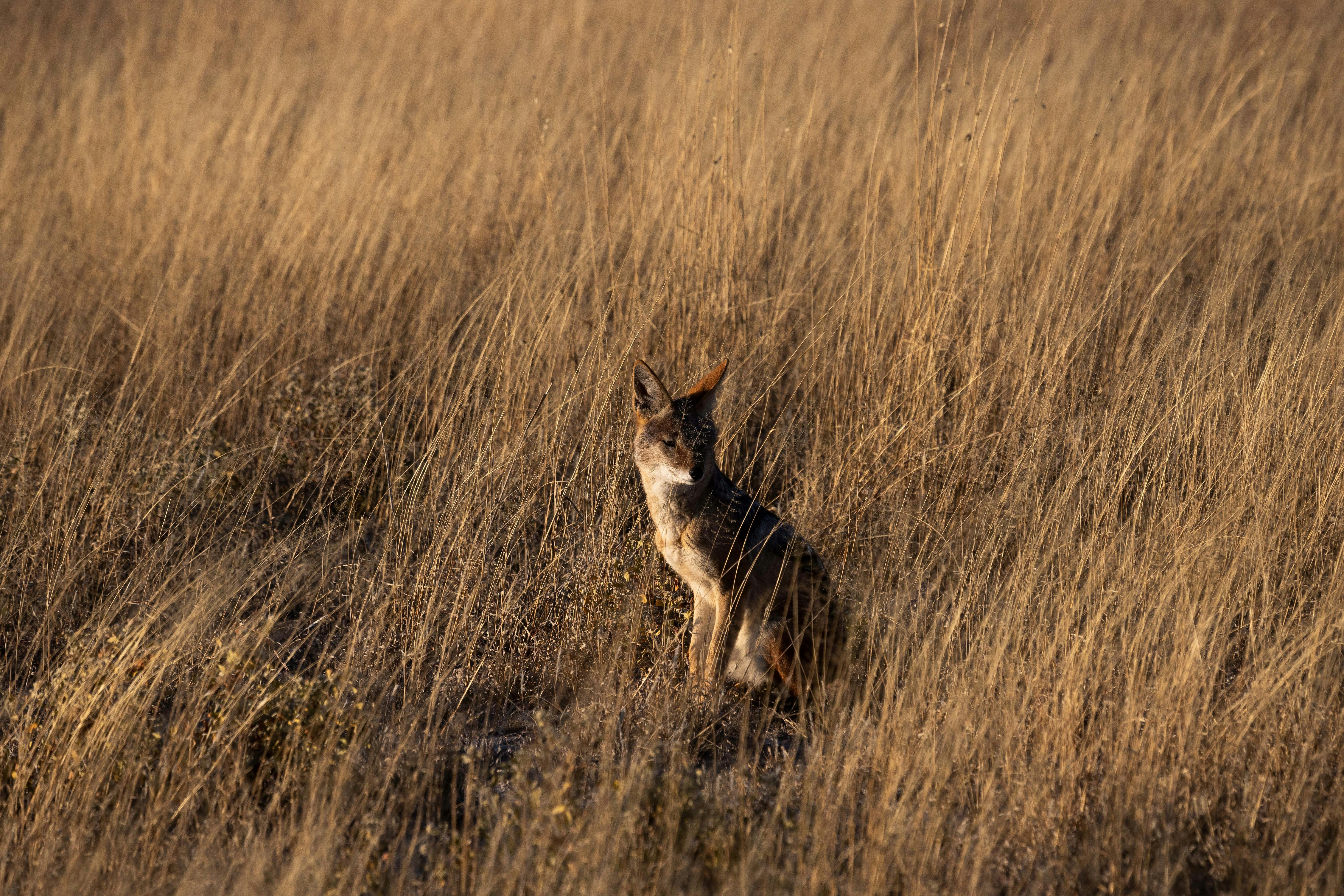 Schakal im Grasland der Central Kalahari