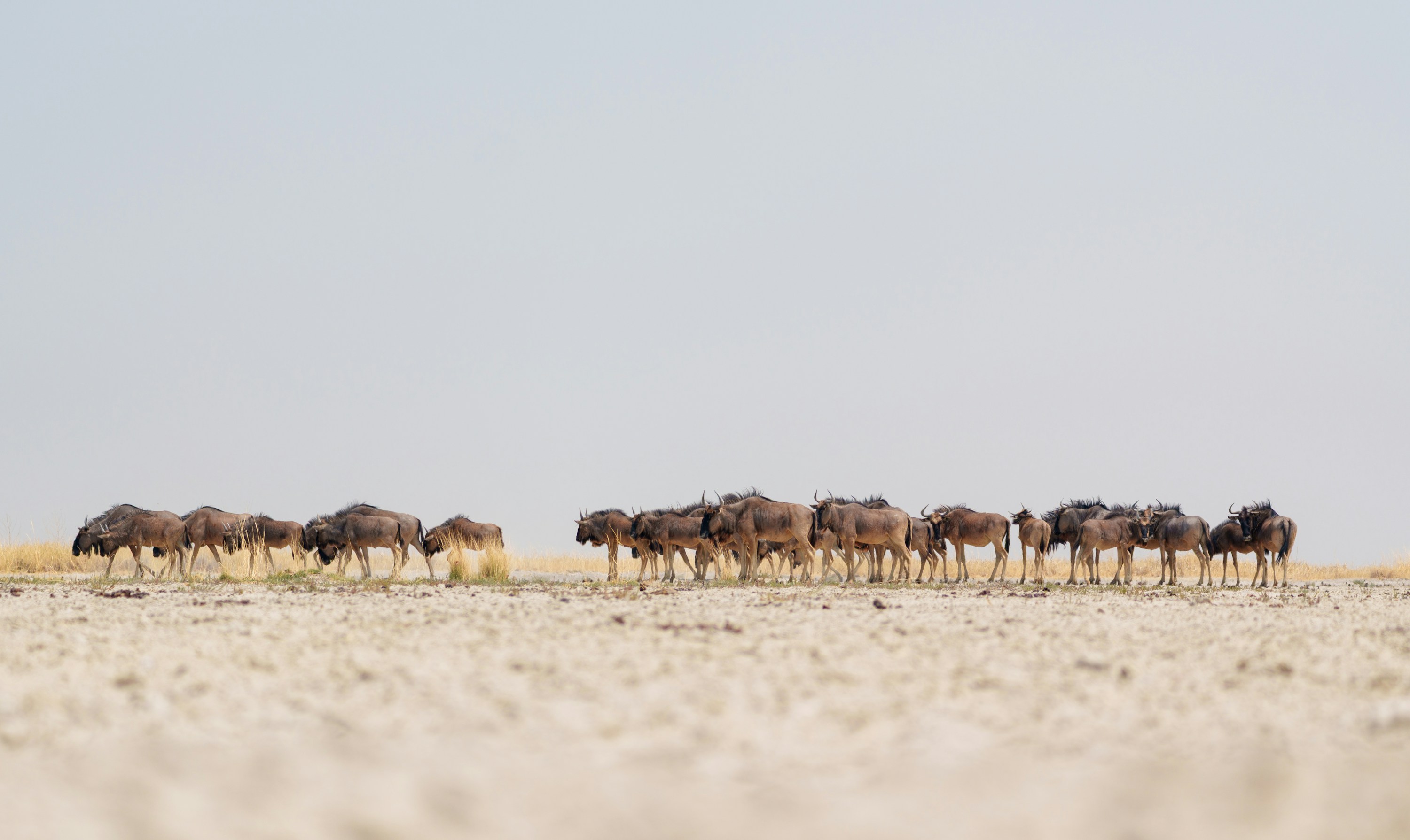 Gnuherde auf den Salzpfannen von Makgadikgadi