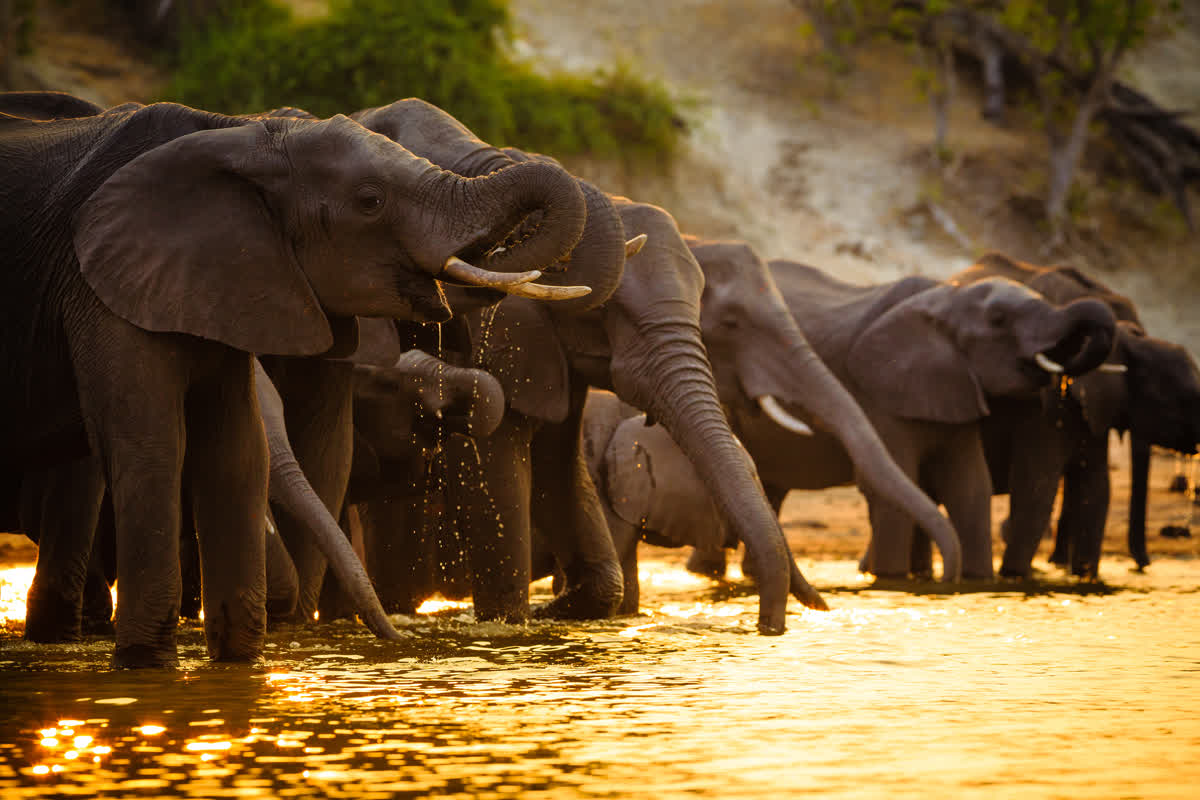 Elefanten am Chobe River in Botswana